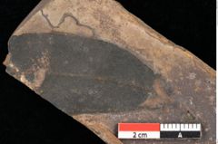 Foto (Detailsansicht) von Quercus palaeoilex Ettingshausen (NHMW-GEO-2024-0188-0793)